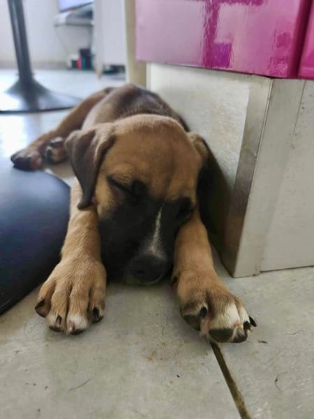 Lucky, mâle berger, né le 15/07/2025 🐶