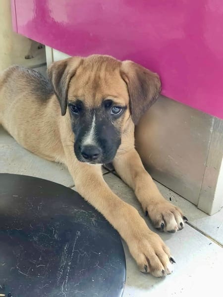 Lucky, mâle berger, né le 15/07/2025 🐶