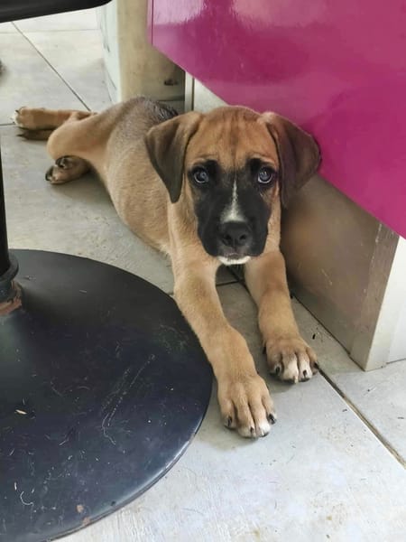 Lucky, mâle berger, né le 15/07/2025 🐶