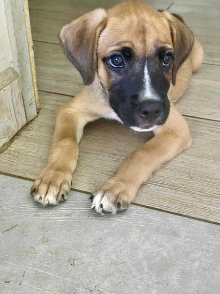 Lucky, mâle berger, né le 15/07/2025 🐶