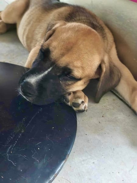 Lucky, mâle berger, né le 15/07/2025 🐶