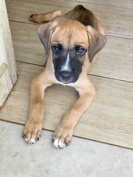 Lucky, mâle berger, né le 15/07/2025 🐶