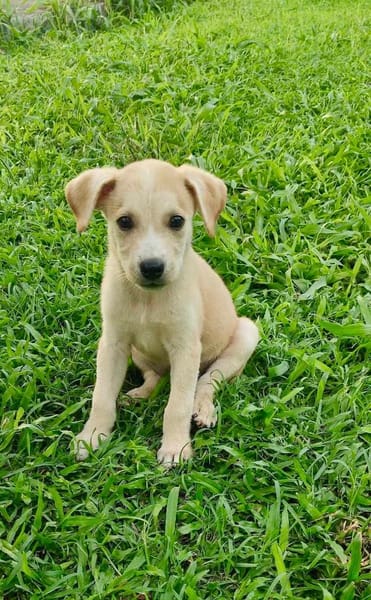 Grenache, mâle croisé berger, né le 14/07/2025 🐶