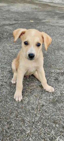 Grenache, mâle croisé berger, né le 14/07/2025 🐶