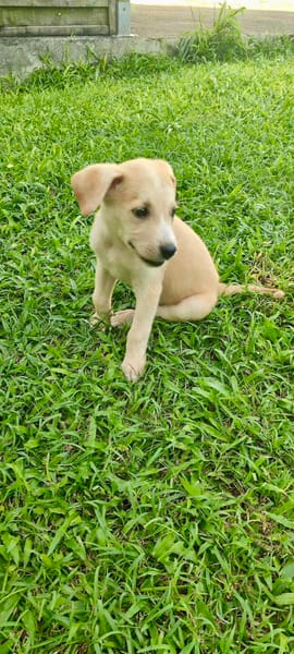 Grenache, mâle croisé berger, né le 14/07/2025 🐶