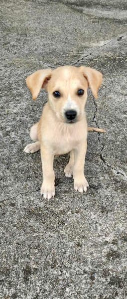 Grenache, mâle croisé berger, né le 14/07/2025 🐶