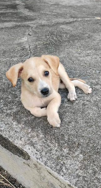 Grenache, mâle croisé berger, né le 14/07/2025 🐶