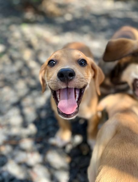 Carignan, mâle croisé berger, né le 14/07/2025 🐶