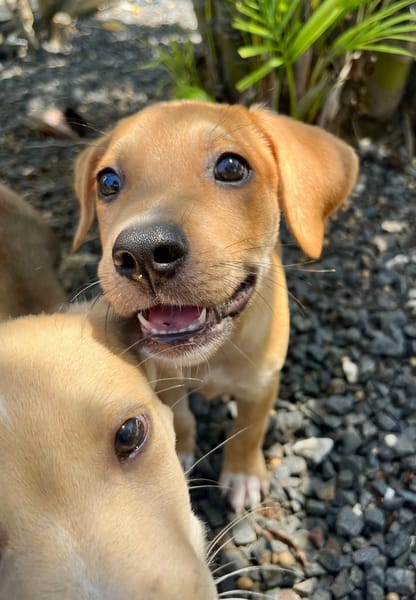 Carignan, mâle croisé berger, né le 14/07/2025 🐶