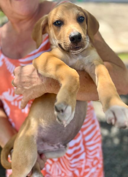 Carignan, mâle croisé berger, né le 14/07/2025 🐶