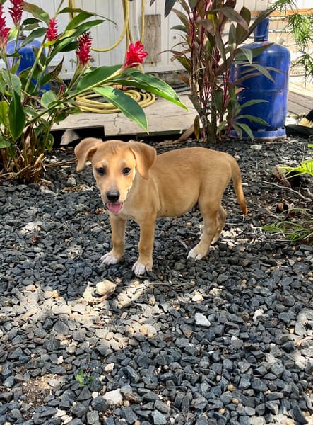 Carignan, mâle croisé berger, né le 14/07/2025 🐶