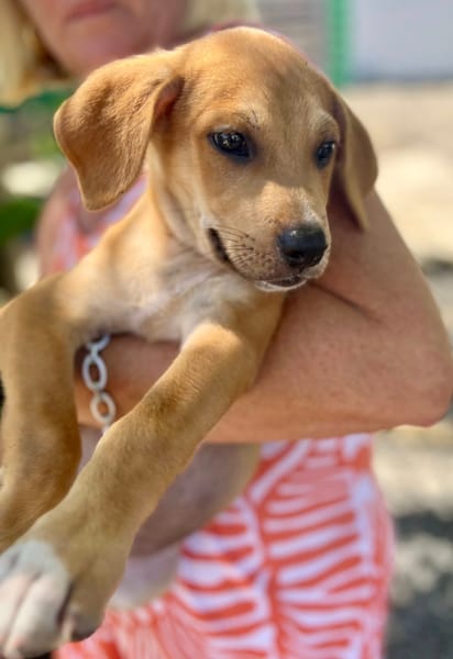 Carignan, mâle croisé berger, né le 14/07/2025 🐶