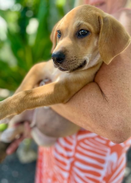 Carignan, mâle croisé berger, né le 14/07/2025 🐶