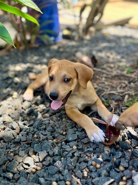 Carignan, mâle croisé berger, né le 14/07/2025 🐶