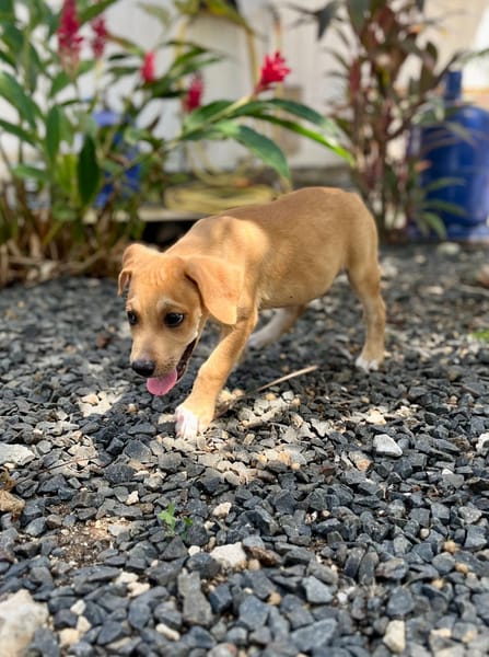 Carignan, mâle croisé berger, né le 14/07/2025 🐶