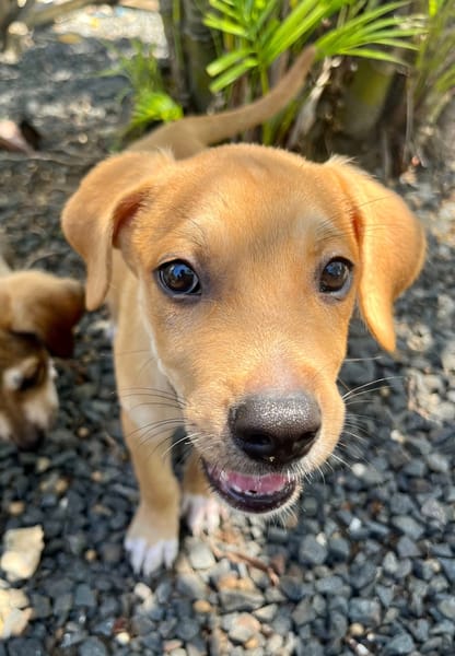Carignan, mâle croisé berger, né le 14/07/2025 🐶