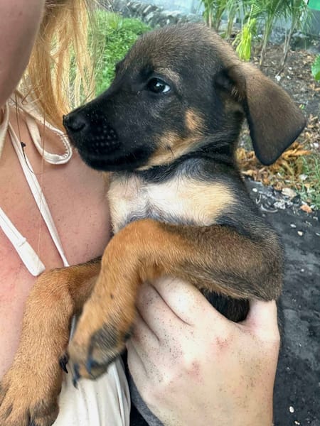 Brownie, femelle croisée berger, née le 01/08/2025 🐶