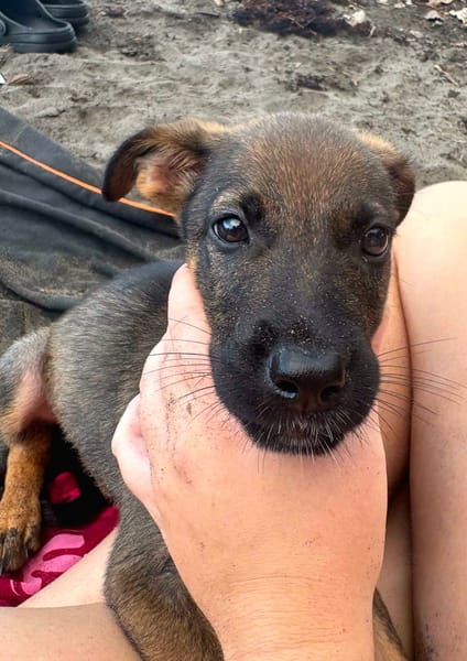 Brownie, femelle croisée berger, née le 01/08/2025 🐶