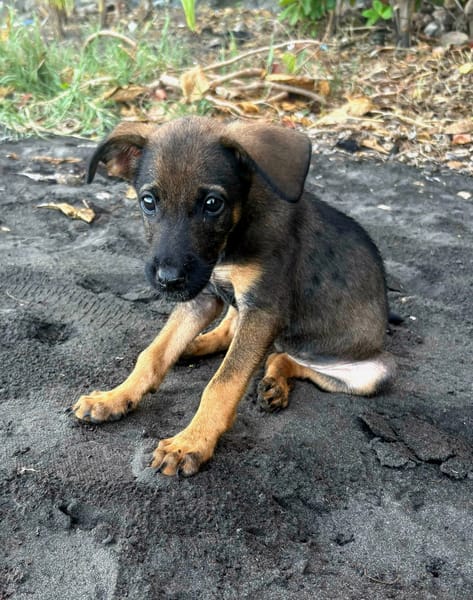 Brownie, femelle croisée berger, née le 01/08/2025 🐶