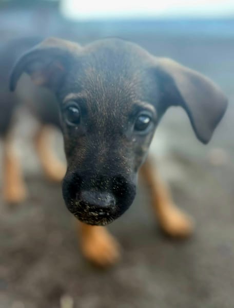 Brownie, femelle croisée berger, née le 01/08/2025 🐶
