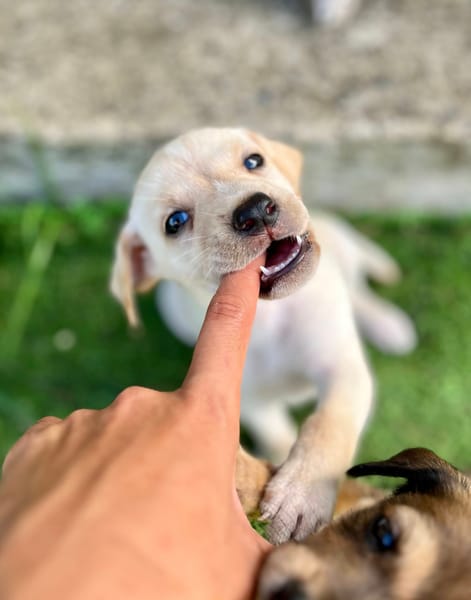 Bleuenn, femelle X berger, née le 15/08/2025🐶