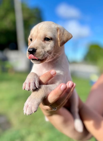 Bleuenn, femelle X berger, née le 15/08/2025🐶