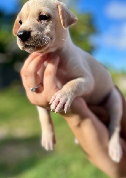 Bleuenn, femelle X berger, née le 15/08/2025🐶