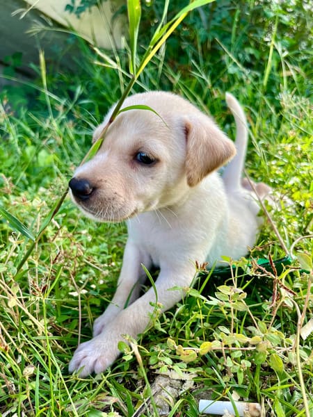 Bleuenn, femelle X berger, née le 15/08/2025🐶