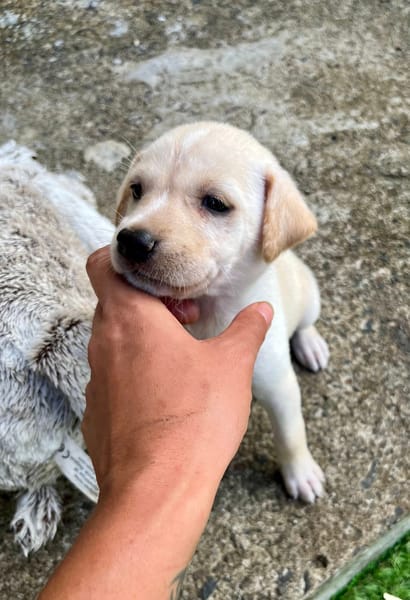 Bleuenn, femelle X berger, née le 15/08/2025🐶