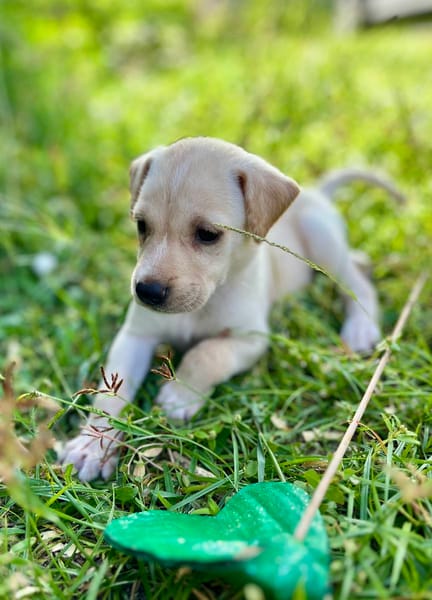 Bleuenn, femelle X berger, née le 15/08/2025🐶