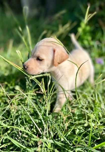 Bleuenn, femelle X berger, née le 15/08/2025🐶