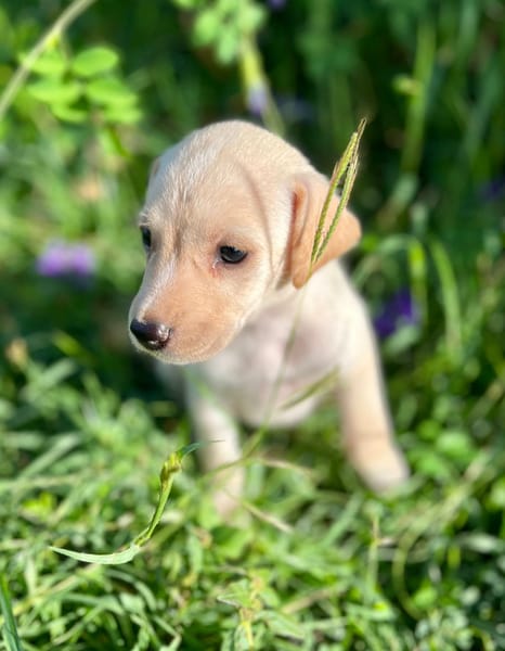 Bleuenn, femelle X berger, née le 15/08/2025🐶