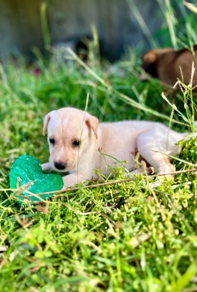 Bleuenn, femelle X berger, née le 15/08/2025🐶