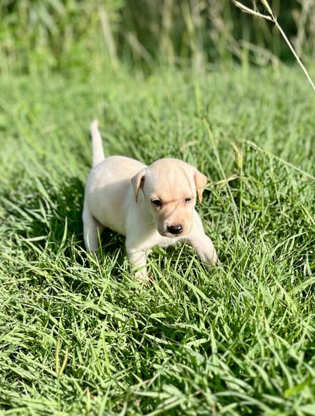 Bleuenn, femelle X berger, née le 15/08/2025🐶