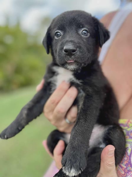 Audi, femelle croisée berger, née le 15/08/2025 🐶