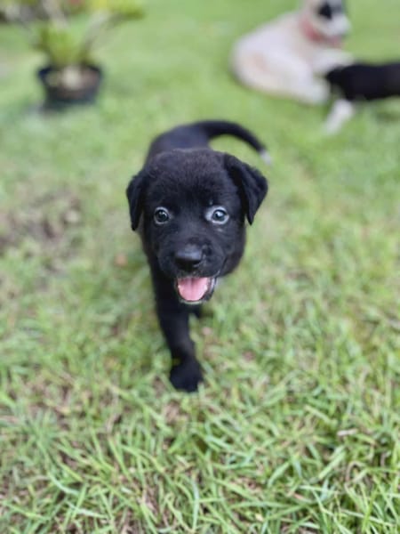 Audi, femelle croisée berger, née le 15/08/2025 🐶