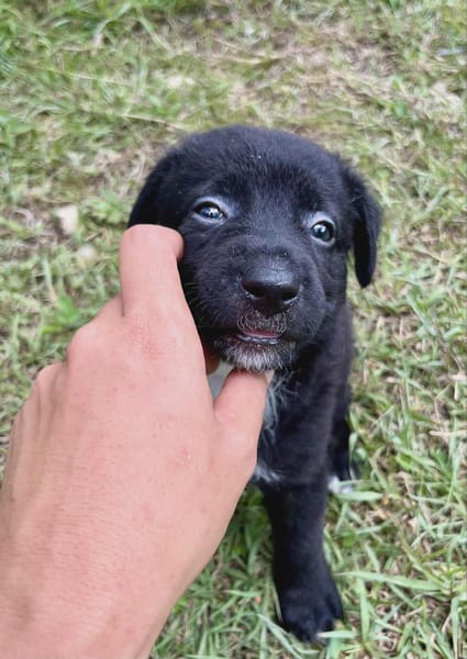 Audi, femelle croisée berger, née le 15/08/2025 🐶
