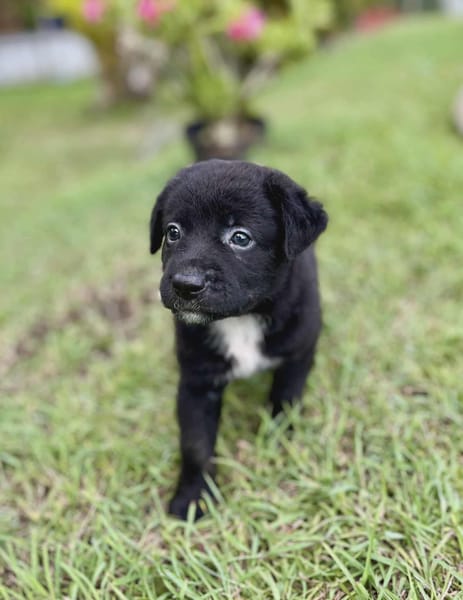 Audi, femelle croisée berger, née le 15/08/2025 🐶