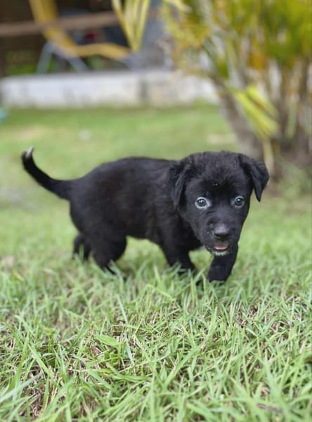 Audi, femelle croisée berger, née le 15/08/2025 🐶