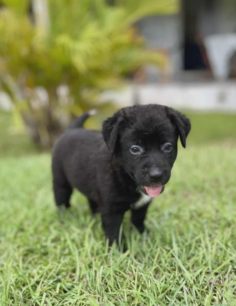 Audi, femelle croisée berger, née le 15/08/2025 🐶