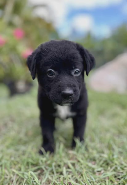 Audi, femelle croisée berger, née le 15/08/2025 🐶