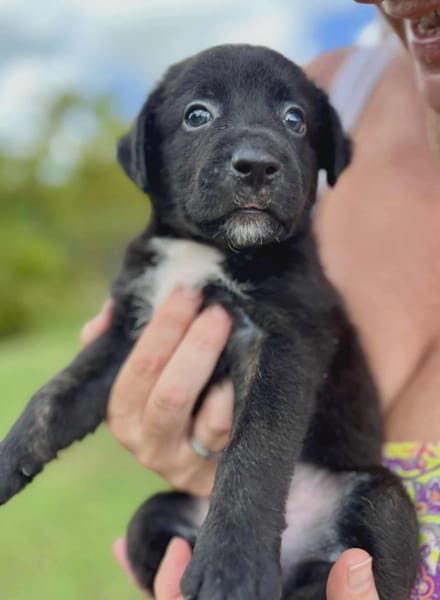 Audi, femelle croisée berger, née le 15/08/2025 🐶