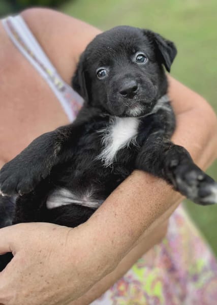 Audi, femelle croisée berger, née le 15/08/2025 🐶