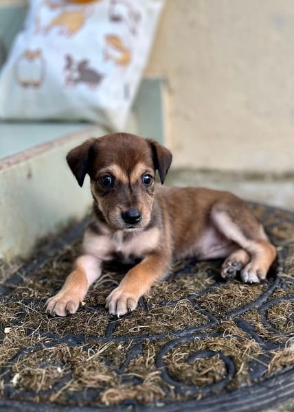 Alaska, femelle X berger, née le 15/08/2025 🐶