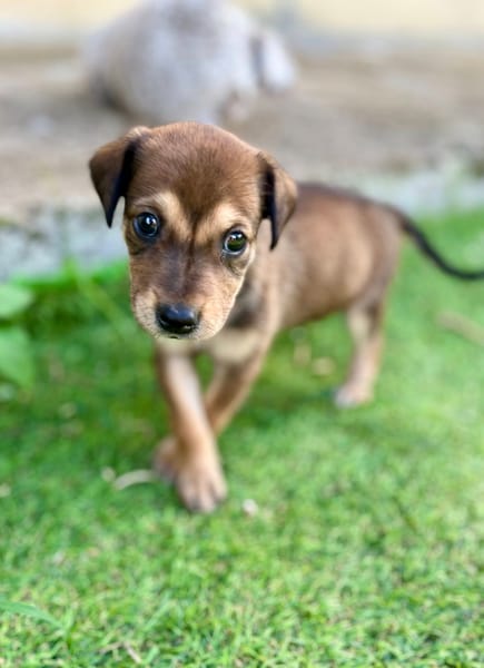 Alaska, femelle X berger, née le 15/08/2025 🐶