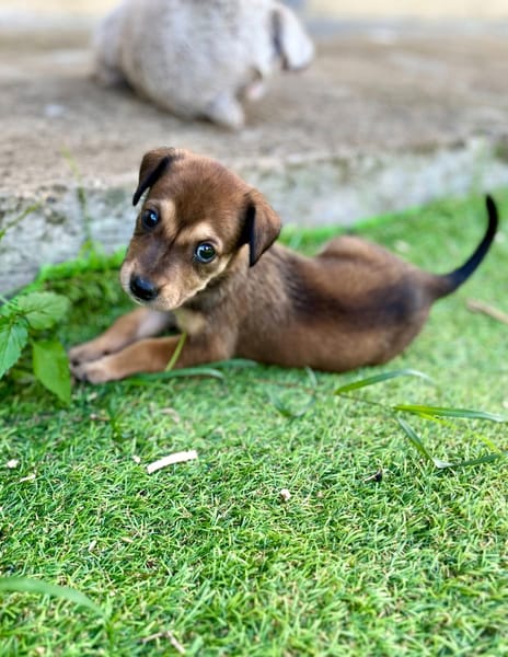 Alaska, femelle X berger, née le 15/08/2025 🐶
