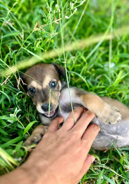 Alaska, femelle X berger, née le 15/08/2025 🐶