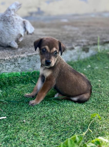 Alaska, femelle X berger, née le 15/08/2025 🐶