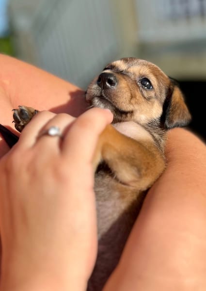 Alaska, femelle X berger, née le 15/08/2025 🐶