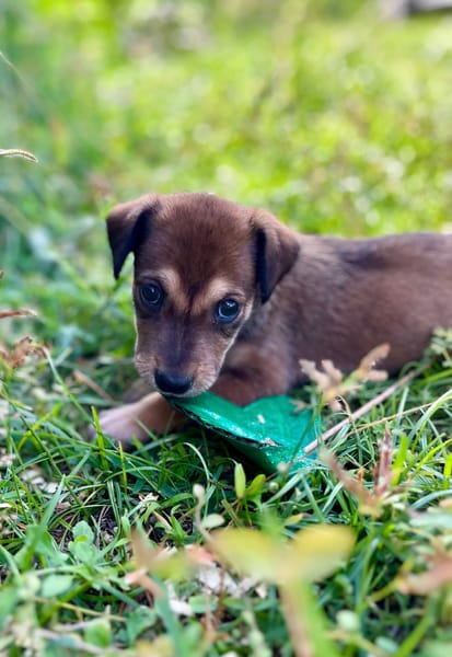Alaska, femelle X berger, née le 15/08/2025 🐶